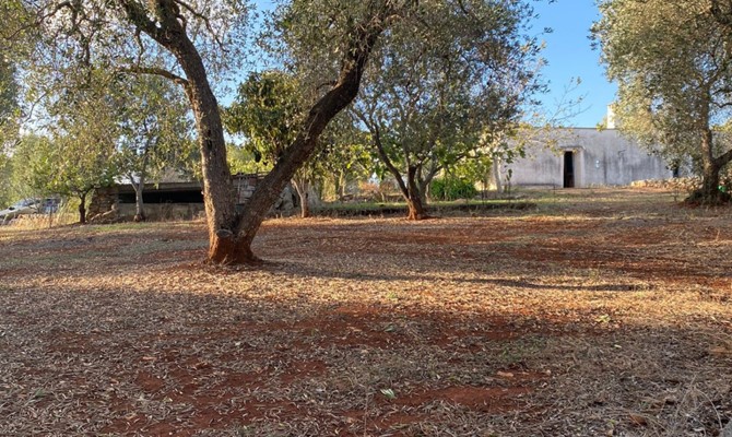 /public/fotoimmobili/007-foto-savio-trullo-77.jpg.ashx?width=670&height=400&mode=crop