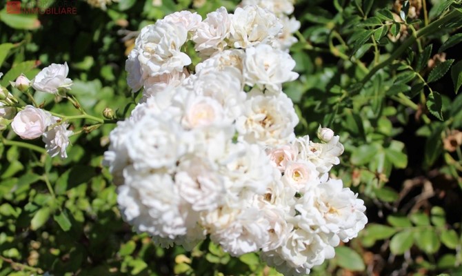 /public/fotoimmobili/1428871-8urv430h6.jpeg.ashx?width=670&height=400&mode=crop